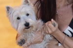 Diva e Benedetta al mare - Spiaggia per Cani
