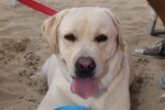 Olga al mare - Spiaggia per Cani