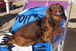 Otto alla Spiaggia delle Donne - Spiaggia per Cani