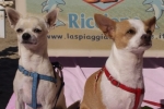 Melito e Petit prendono il sole sul lettino - Spiaggia per Cani