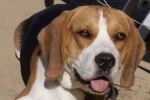 Luke al mare - Spiaggia per Cani
