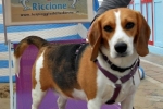 Estate Molly alla Spiaggia delle Donne Riccione - Spiaggia per Cani