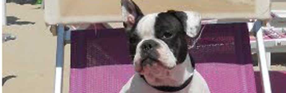 Slide Spiaggia per Cani 2