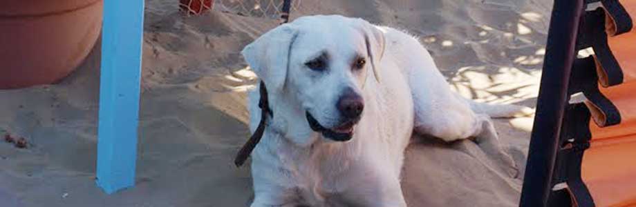 Slide Spiaggia per Cani 3