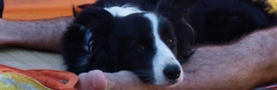 Slide Spiaggia per Cani 4
