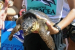Liberazione delle tartarughe alla Spiaggia delle Donne